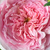Rózsaszín - Angol rózsa - Ausbite